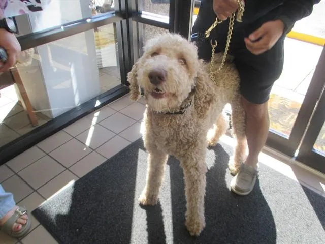 An adult large-sized male Labrador Retriever dog named Macchiato for adoption in Ocala, FL