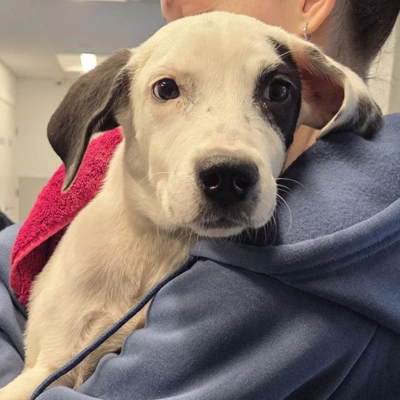 A baby medium-sized female White / Cream Labrador Retriever dog named Monica for adoption in Voorhees, NJ