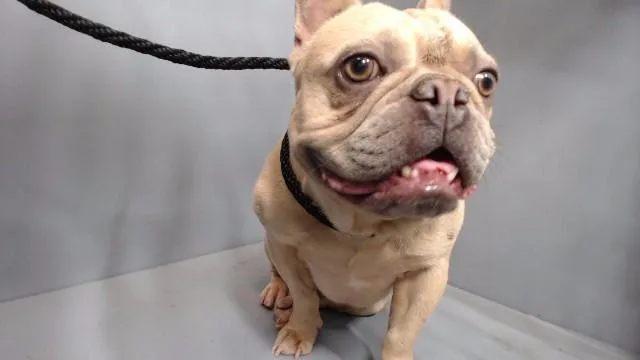 An adult small-sized male French Bulldog dog named Santi for adoption in Downey, CA