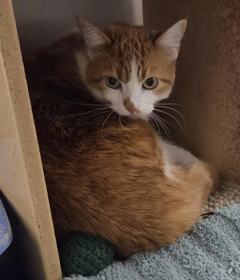 A young medium-sized female Tabby (Orange / Red) Tabby cat named Marigold for adoption in Millville, UT