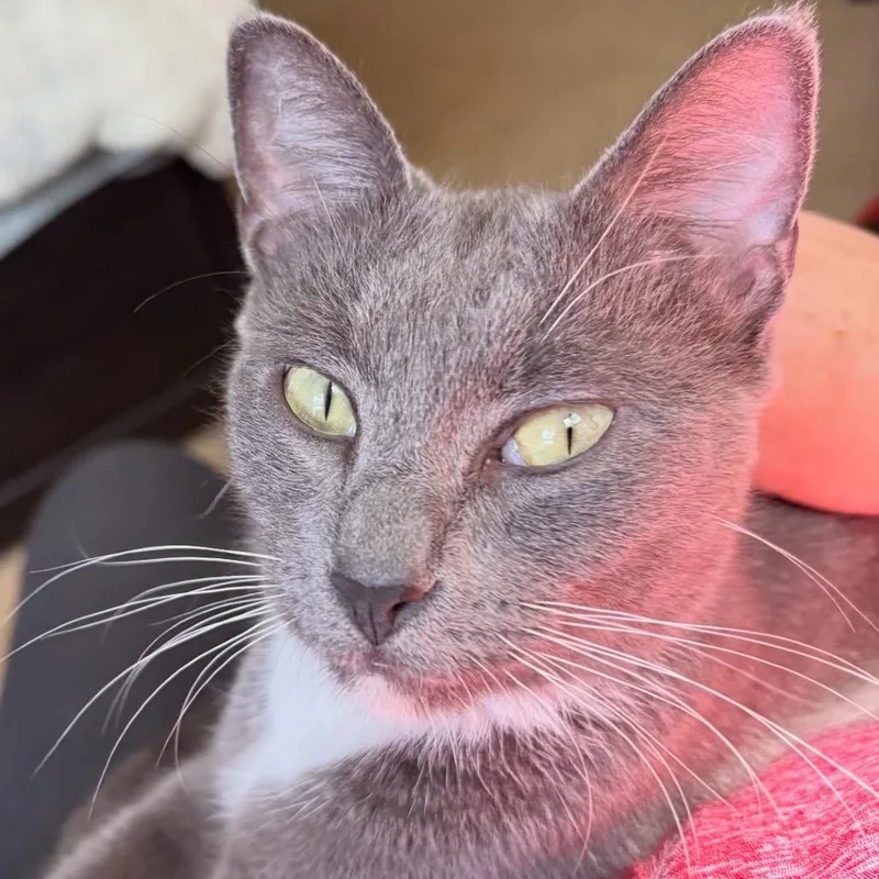 Isabella thumbnail 2