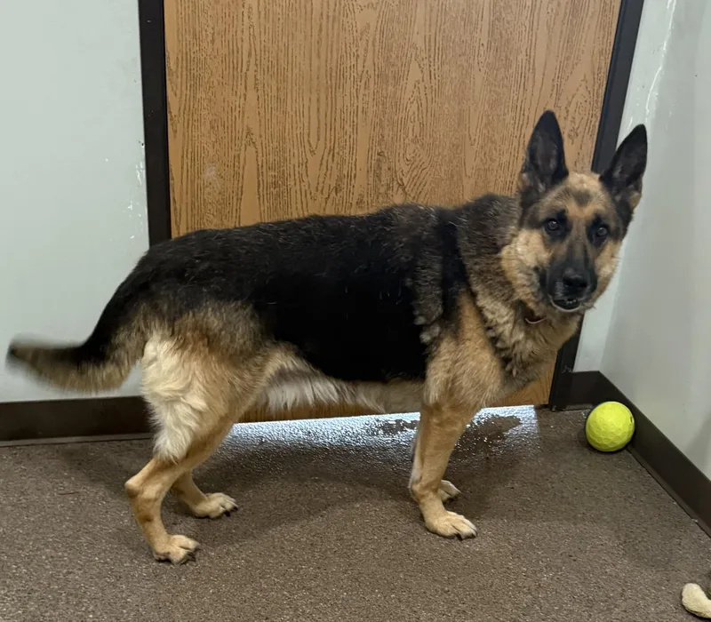 An adult large-sized female German Shepherd Dog dog named Lucy for adoption in Sault Sainte Marie, MI