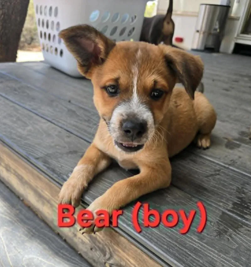 A baby medium-sized male Australian Shepherd dog named Kai Bear for adoption in Williamsburg, NM