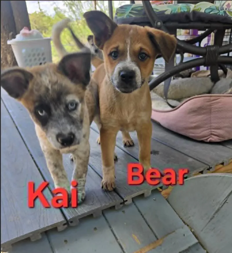 Kai  Bear  thumbnail 2