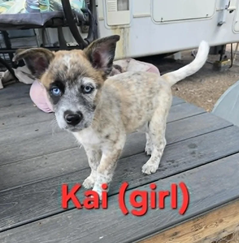 Kai  Bear  thumbnail 3