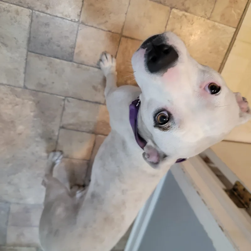 An adult medium-sized female White / Cream Boxer dog named Appletini for adoption in Joliet, IL