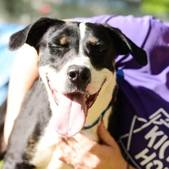 A young medium-sized male Black Mixed Breed dog named Amos for adoption in Grand Rapids, MI