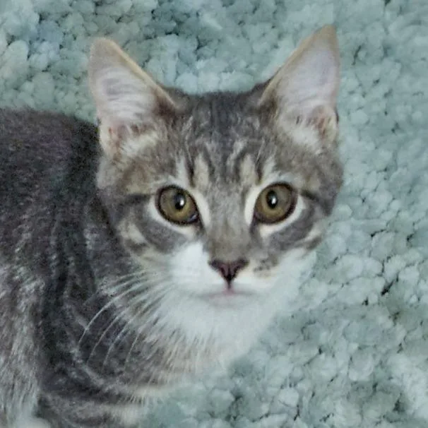 A baby medium-sized male Gray / Blue / Silver Domestic Short Hair cat named Kenny Rogers for adoption in Chapel Hill, NC