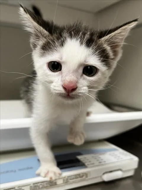 A baby small-sized male Domestic Short Hair cat named August Moon for adoption in Tracy, CA