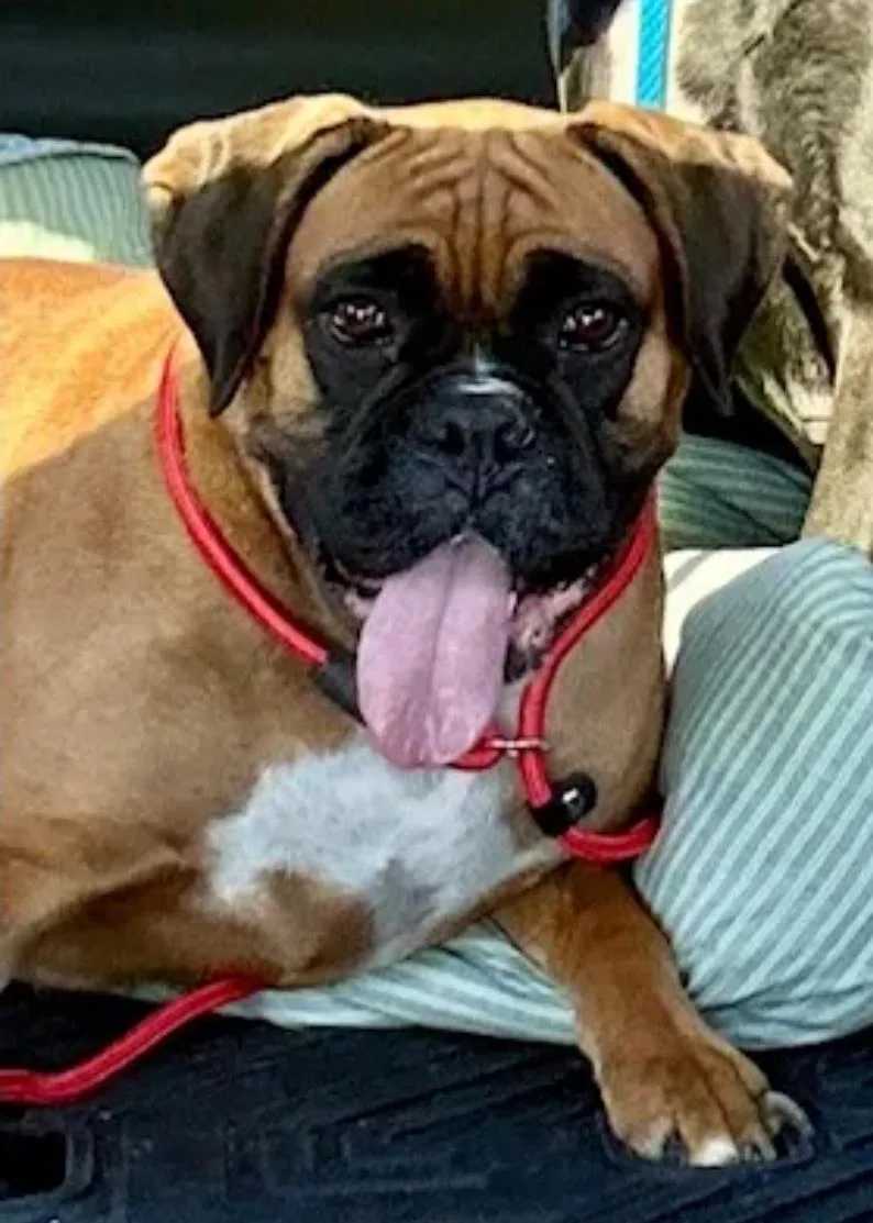 A young medium-sized female Boxer dog named Grace for adoption in Hamburg, NY