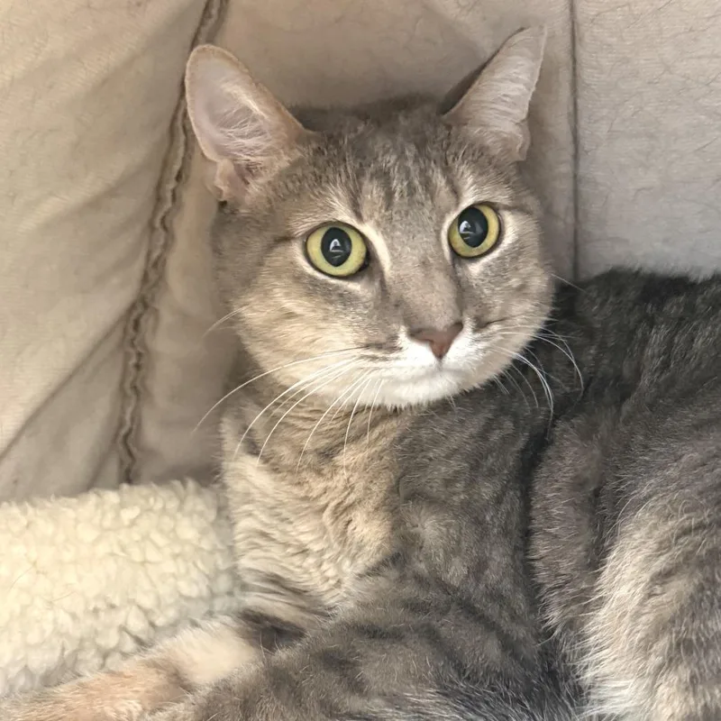 An adult medium-sized female Gray / Blue / Silver Domestic Short Hair cat named Evie for adoption in Fredericksburg, VA