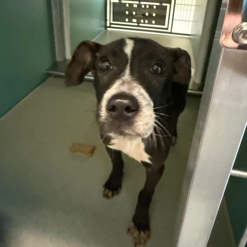 A baby medium-sized female Black Pit Bull Terrier dog named Polly for adoption in Norman, OK