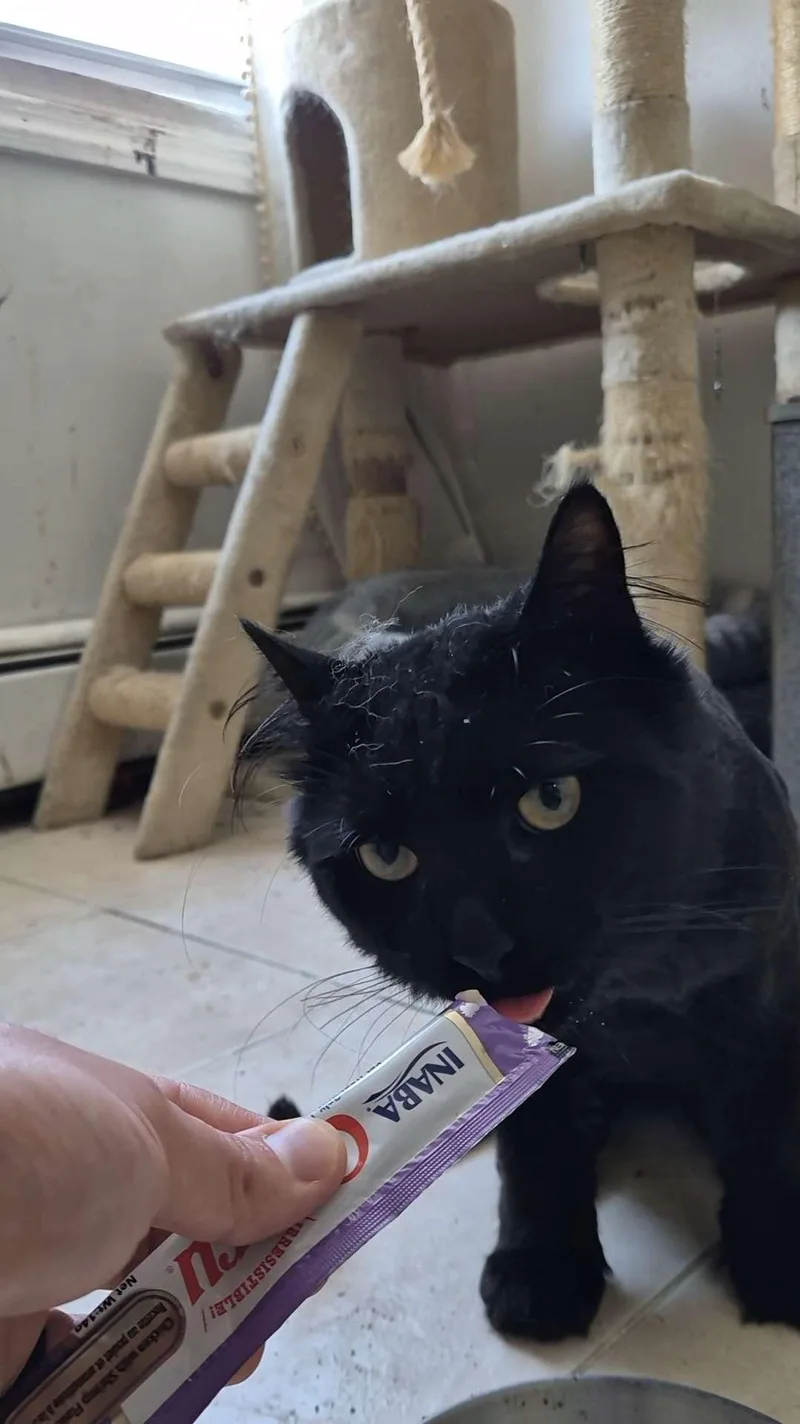 An adult medium-sized male Black American Shorthair cat named Picasso for adoption in North Bergen, NJ