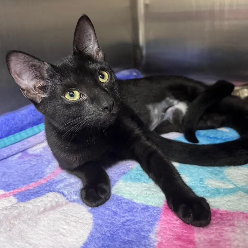 A baby small-sized female Black Domestic Short Hair cat named Dill for adoption in Middleburg, FL