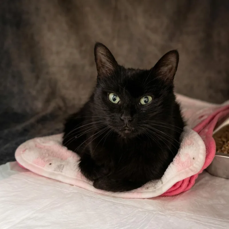 An adult medium-sized female Black Domestic Short Hair cat named Belle for adoption in Elizabeth City, NC