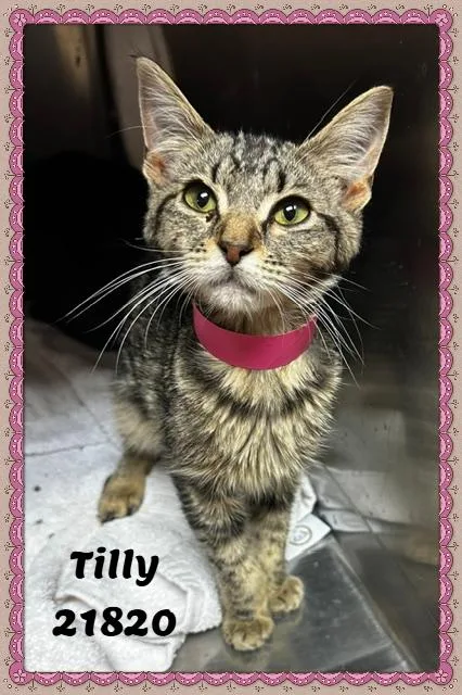 A baby small-sized female Tabby (Buff / Tan / Fawn) Domestic Short Hair cat named Tilly for adoption in Marietta, GA