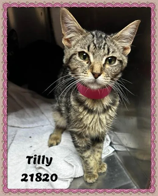 Tilly thumbnail 4