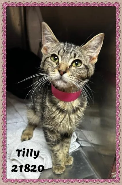 Tilly thumbnail 5
