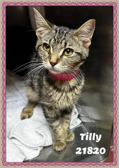 Tilly thumbnail 6