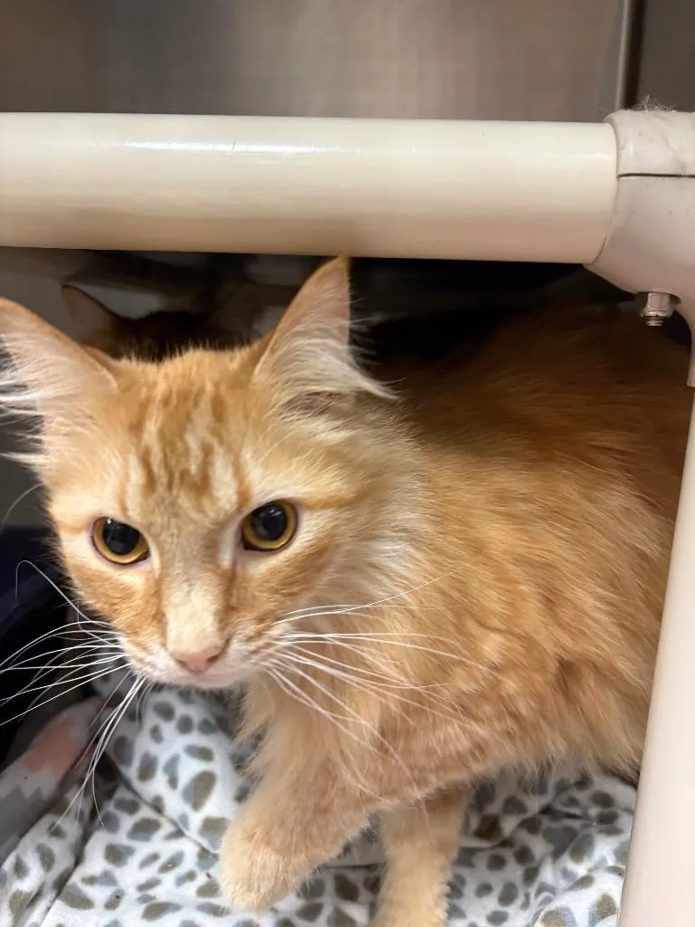 An adult medium-sized male Domestic Long Hair cat named Biscuit for adoption in Johnson City, TN