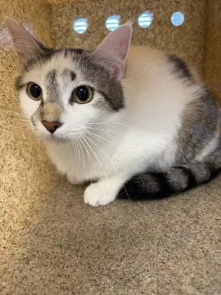 An adult medium-sized female Domestic Short Hair cat named Tallulah for adoption in Lafayette, IN
