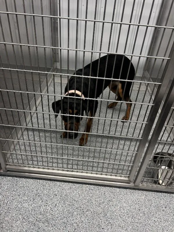 An adult medium-sized female Doberman Pinscher dog named Dobie for adoption in bellefontaine, OH