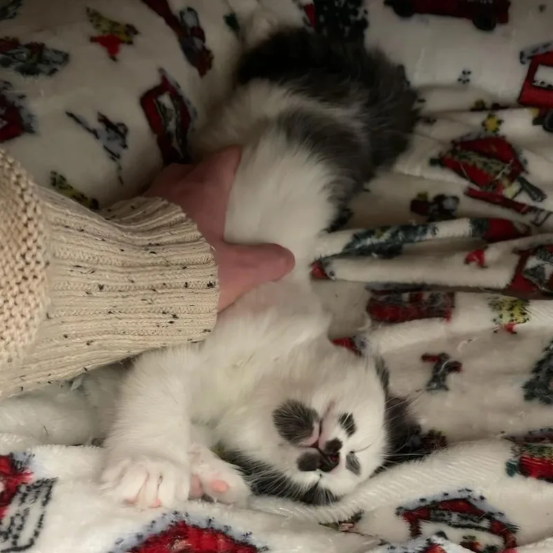 Quinoa thumbnail 4