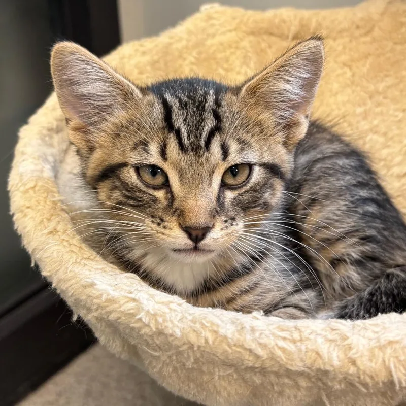 A baby small-sized male Brown / Chocolate Domestic Short Hair cat named Jax for adoption in Naperville, IL