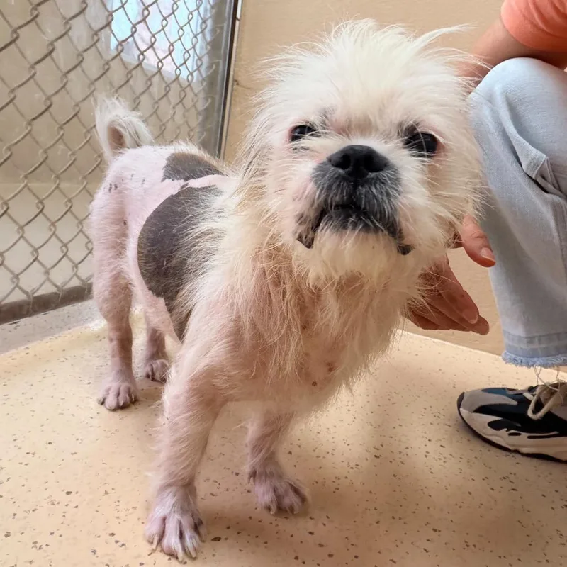 An adult small-sized male Shih Tzu dog named Merv for adoption in Brownsville, TX