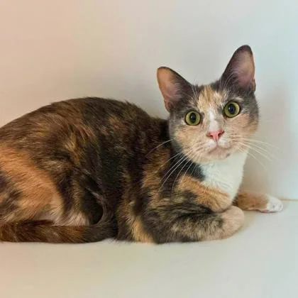 An adult small-sized female Domestic Short Hair cat named Miliani for adoption in Gastonia, NC