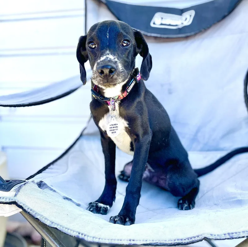 A baby small-sized male Black Italian Greyhound dog named Burt for adoption in Los Angeles, CA