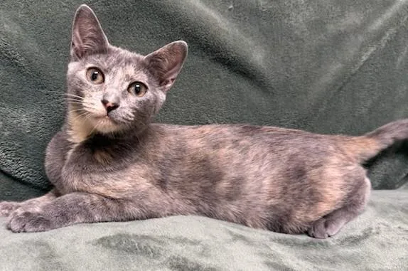 A young medium-sized female Dilute Calico Domestic Short Hair cat named Bella for adoption in Miller Beach, IN