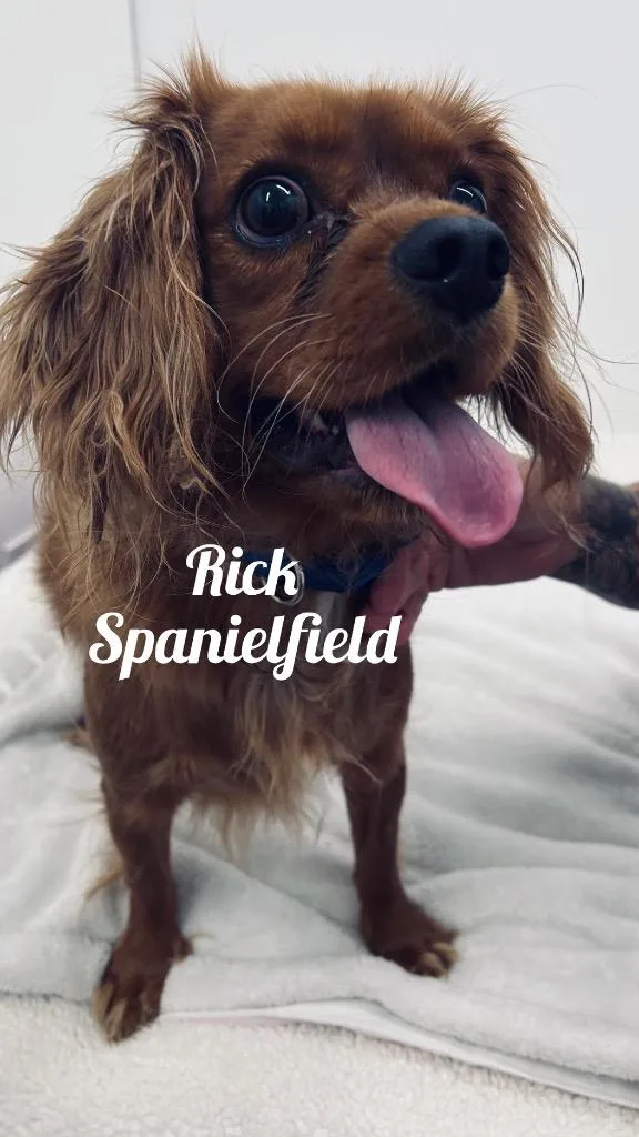 A young small-sized male Spaniel dog named Rick Spanielfield for adoption in Jacksonville, IL