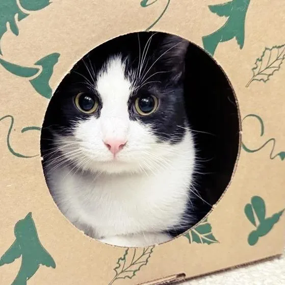 A young medium-sized male Black Domestic Short Hair cat named Gremlin for adoption in Saint Louis, MO