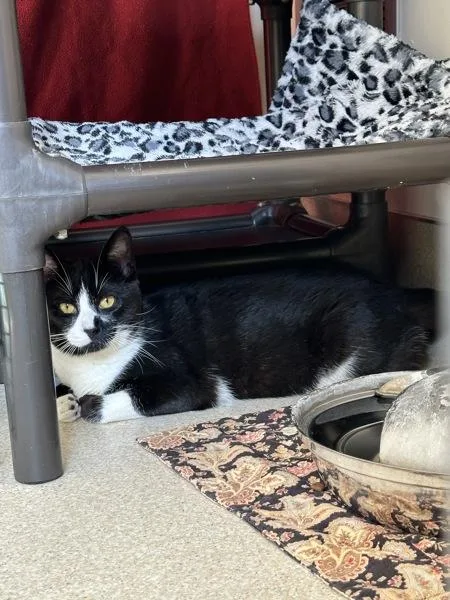 A young small-sized male Domestic Short Hair cat named Colsen for adoption in Santa Rosa, CA