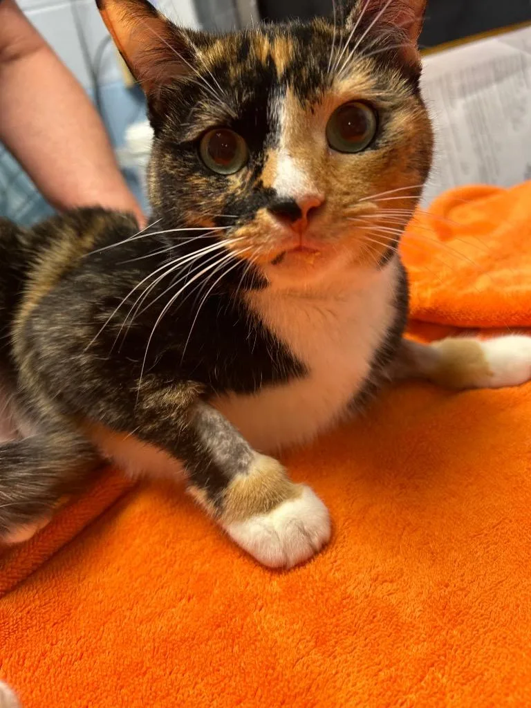A young small-sized female Domestic Short Hair cat named Brooke Shields for adoption in Detroit, MI