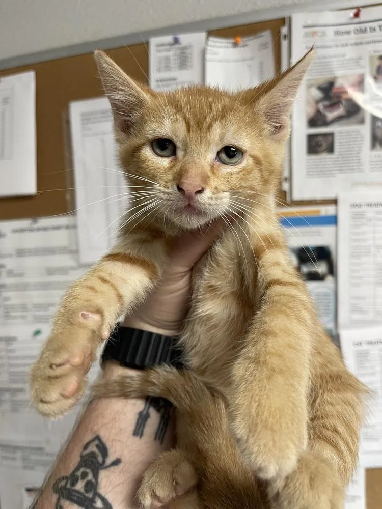 A baby medium-sized female Domestic Short Hair cat named Firefighter for adoption in Bolivar, MO