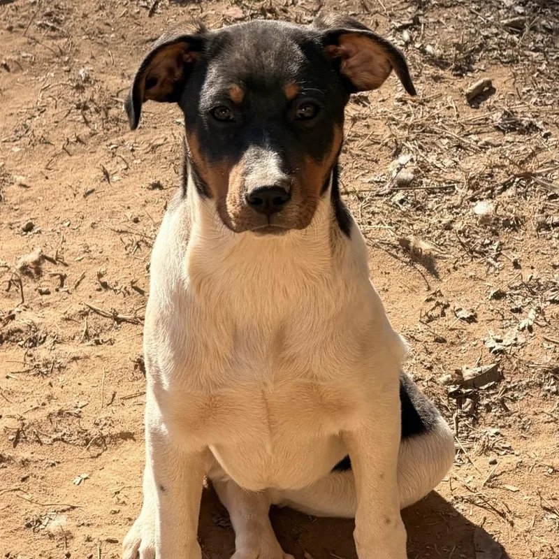 A baby medium-sized male Tricolor (Brown, Black, & White) Shepherd dog named Kermit for adoption in Calera, AL