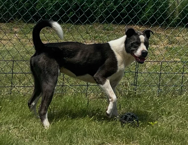 Sebatian thumbnail 2