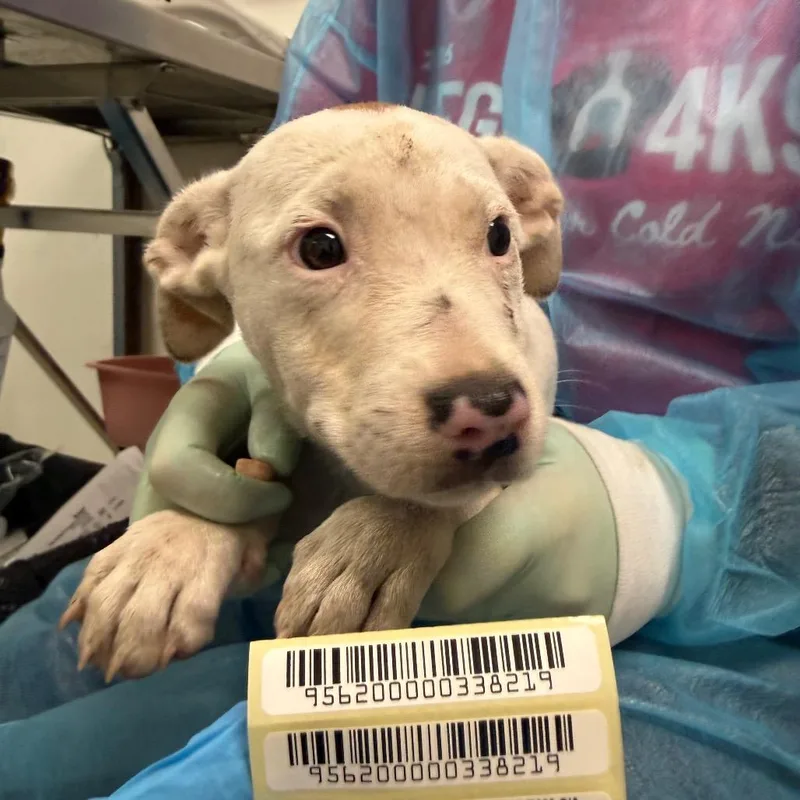 A baby small-sized female White / Cream Mixed Breed dog named Blingy for adoption in Charleston, WV