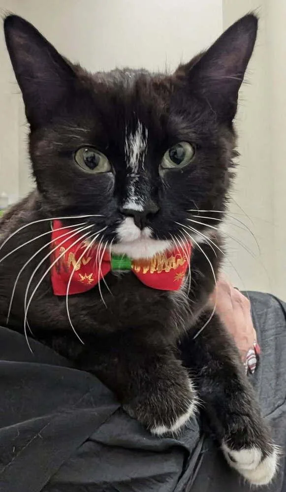 A baby small-sized male Domestic Short Hair cat named Otto for adoption in Bellingham, WA