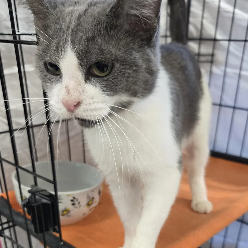 A young medium-sized female Gray & White Domestic Short Hair cat named Tuscany for adoption in Mokena, IL