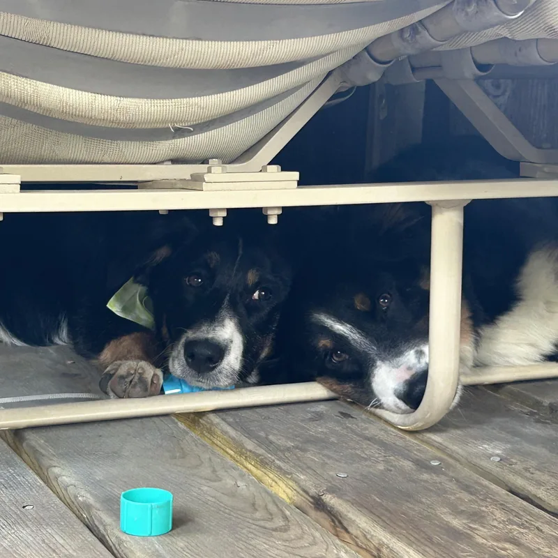 A baby large-sized female Bernese Mountain Dog dog named Peaches for adoption in Crystal Lake, IL