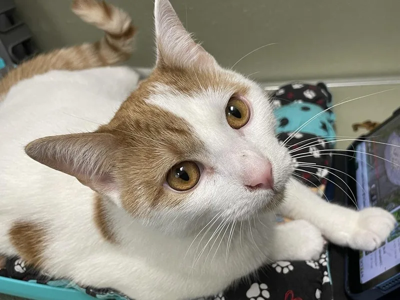 A baby medium-sized male Domestic Short Hair cat named Knockout for adoption in Milltown, NJ