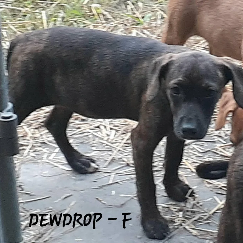 A baby medium-sized female Hound dog named Dewdrop for adoption in Hinton, WV