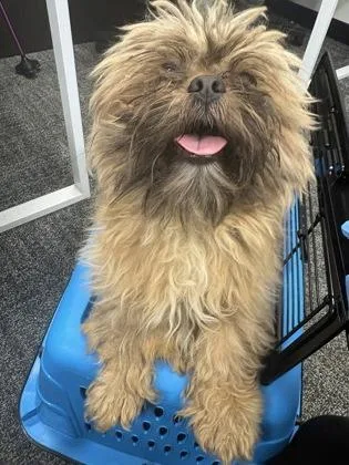 An adult small-sized male Mixed Breed dog named Chewy for adoption in West Chester, PA