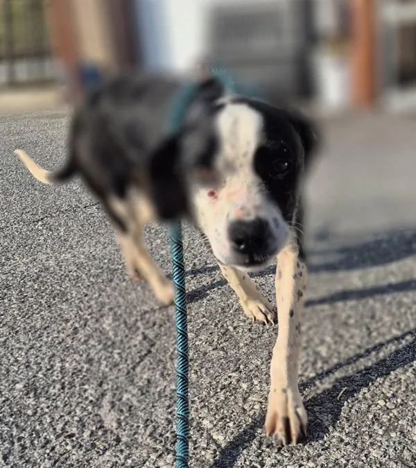 A young small-sized female Dalmatian dog named Vc for adoption in Lawrenceville, GA