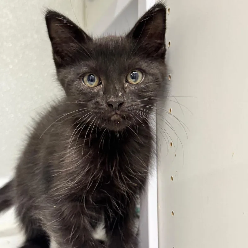 Licorice  Jg thumbnail 2