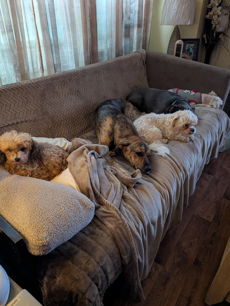 A young small-sized male Apricot / Beige Shih Tzu dog named Frito for adoption in Homer Glen, IL