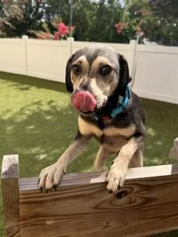 An adult medium-sized male Mixed Breed dog named Hemi for adoption in Savannah, GA